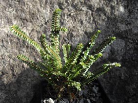 Ulmus davidiana 'Pygmaea'